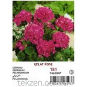 VİLMORİN -151 Sardunya Pembe Çiçek Tohumu Seri-3