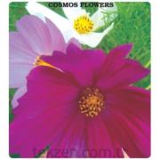 Vilmorin -324 Kosmos Çiçeği Çiçek Tohumu Seri-1