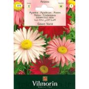Vilmorin -373 Saray Patı Çiçek Tohumu Seri-1