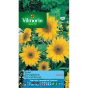 Vilmorin -350 Zebulon Güneş Çiçeği Çiçek Tohumu Seri-1