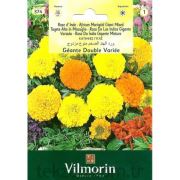 Vilmorin-374 İri Kafa Kadife Çiçeği Tohumu Seri-1