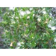 Zenfidan Mersin Myrtus communis 30-40cm