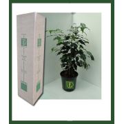 Zenfidan Ficus Daniella, 100 cm, Saksıda