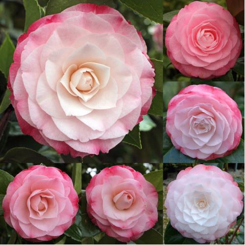 Zenfidan Camellia japonica Desire, Toz Pembe Çiçekli ...