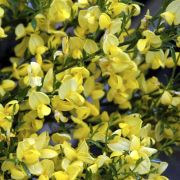 Zenfidan Cytisus praecox Allgold Açık Sarı Çiçekli Katır Tırnağı, İTHAL, Saksıda