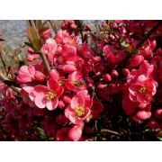 Chanomeles Japonica Pink Pembe Çiçekli Bahar Dalı, Saksıda