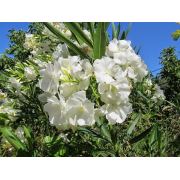 Nerium oleander White Beyaz Zakkum, Saksıda