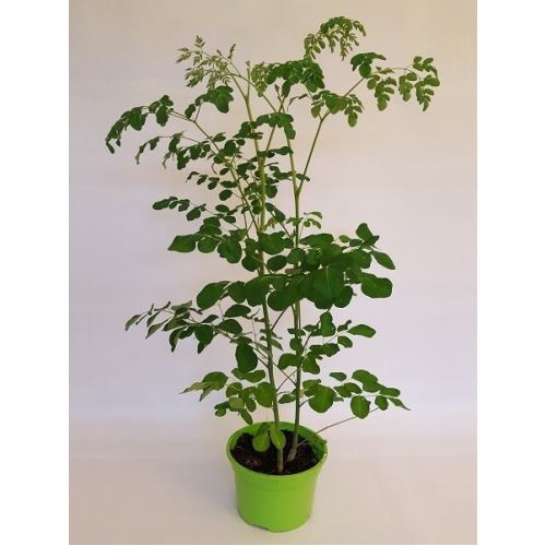 Zenfidan Moringa oleifera Moringa Fidanı, 30-50 cm, Saksıda