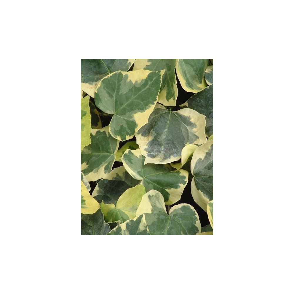 Hedera helix Variegata Alacalı Büyük Yapraklı Duvar Sarmaşığı, 80100