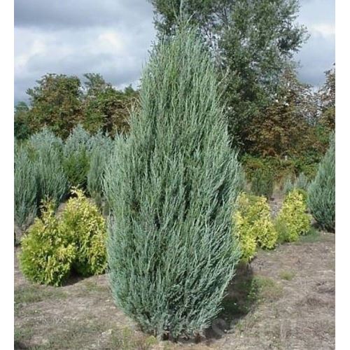 Zenfidan Mavi Dik Ardıç Juniperus scopulorum Blue Arrow, 50-60 cm, Saksıda_0